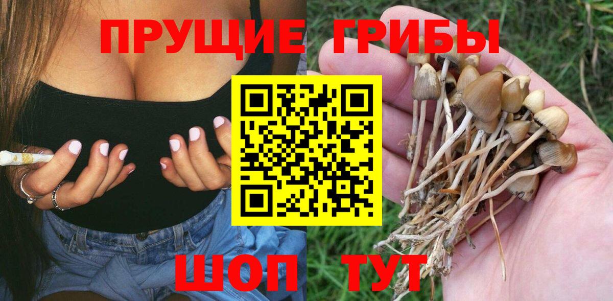 Галлюциногенные грибы Psilocybine cubensis Вышний Волочёк